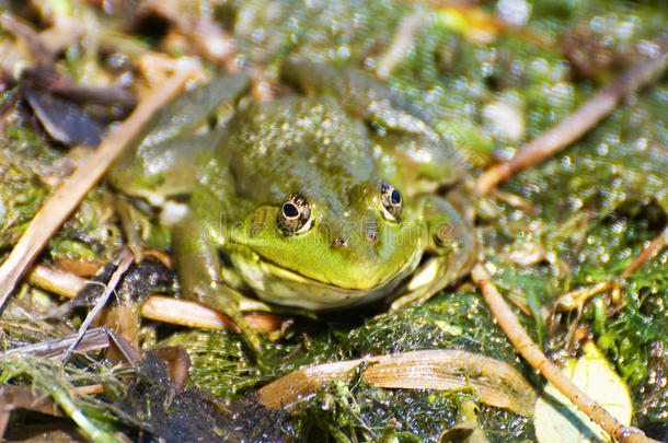 沼泽绿的大青蛙坐在水里