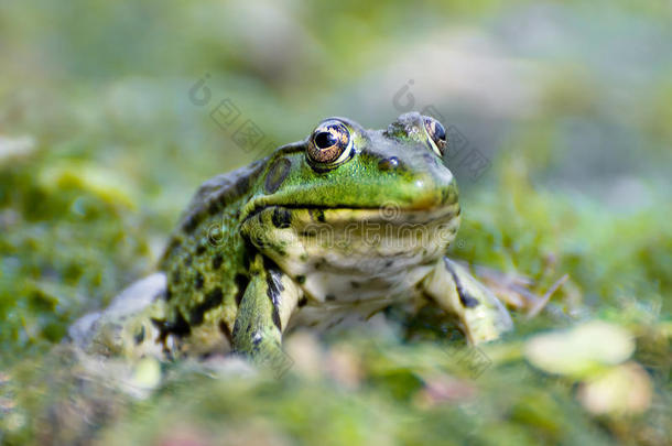 沼泽绿蛙坐在水里的画像