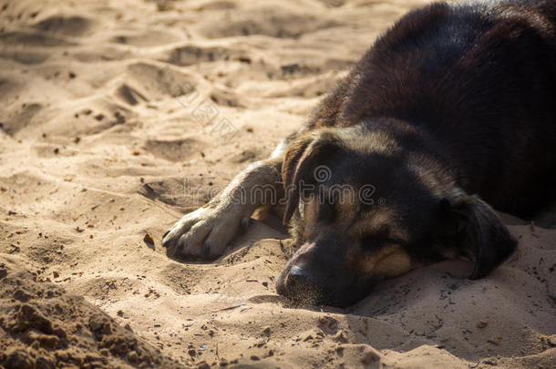 躺在沙滩上的<strong>流浪狗</strong>