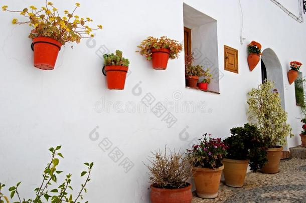 墙上的盆栽植物，弗里里亚纳，西班牙。