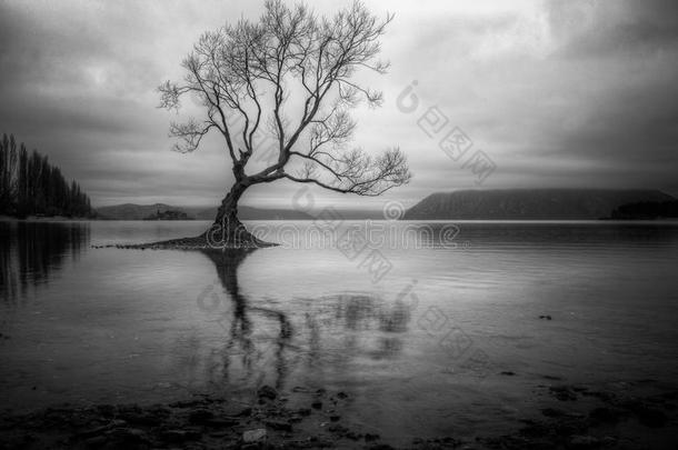 湖中孤树