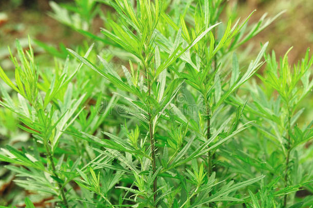 艾蒿属植物