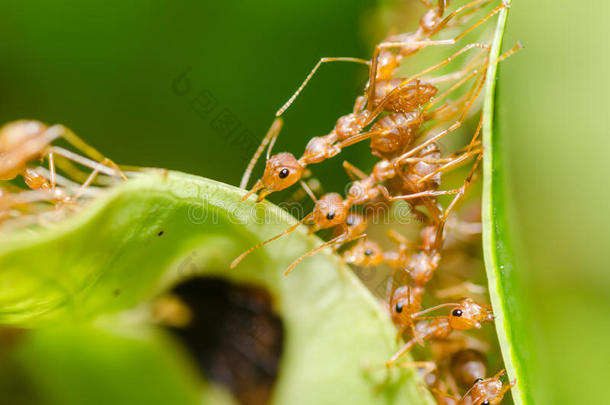 绿色自然中的红蚂蚁团队合作