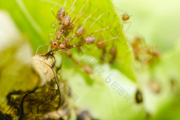 绿色自然中的红蚂蚁团队合作