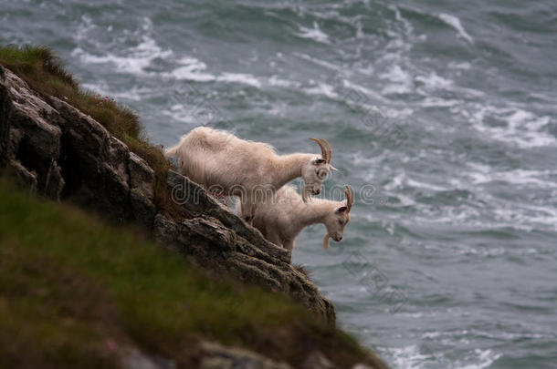 安格尔西海岸海岸线动物群山羊