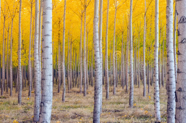树木饱和秋季黄色全景图