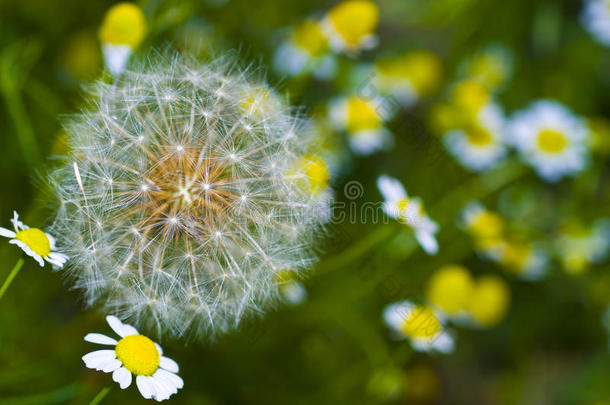 大蒲公英和洋甘菊花