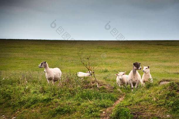 风雨交加的夏日，在风景中养羊