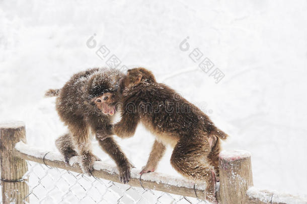冬天的野生猴子