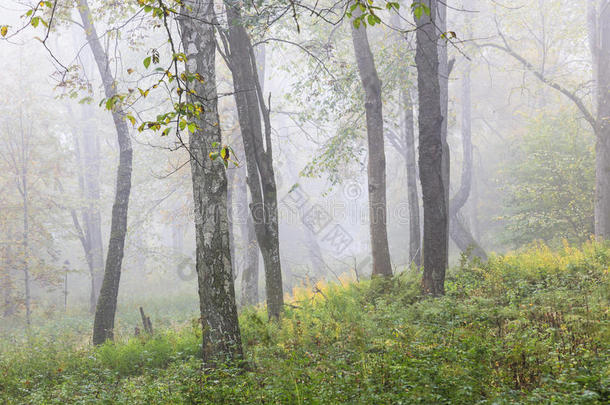森林晨雾