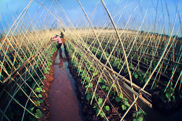 越南农村生活中的黄瓜种植