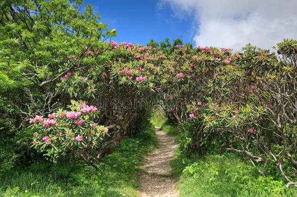 杜鹃隧道崎岖的蓝岭公园道