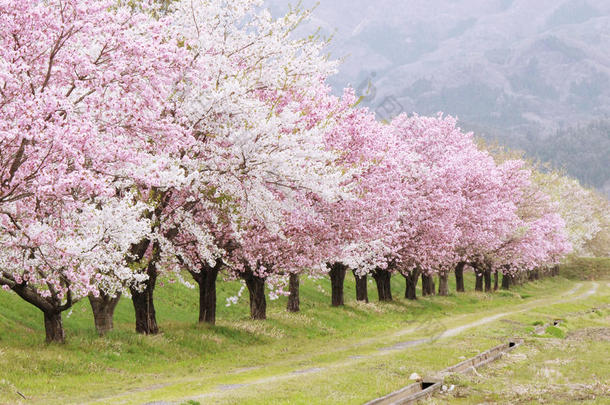 樱花樱花树背景