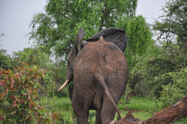 非洲象尾巴和背面