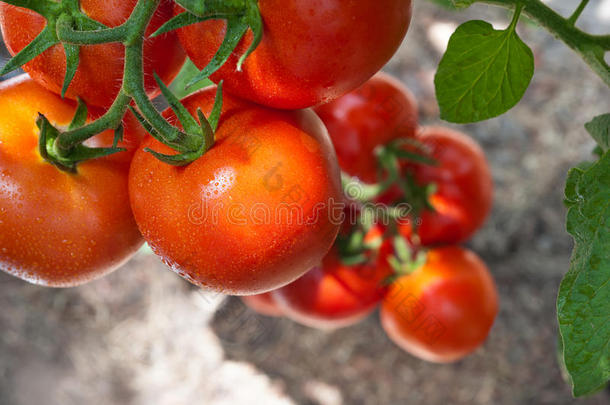 生长番茄