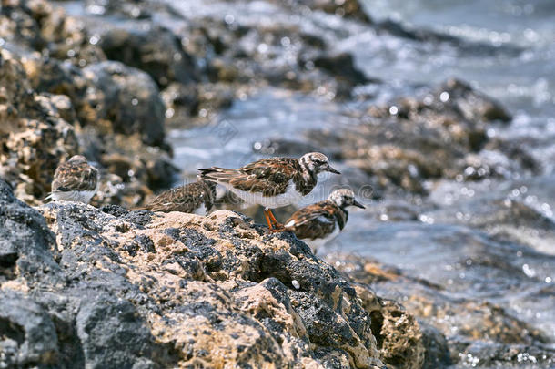 红彤彤的小鸟坐在岸边的石头上