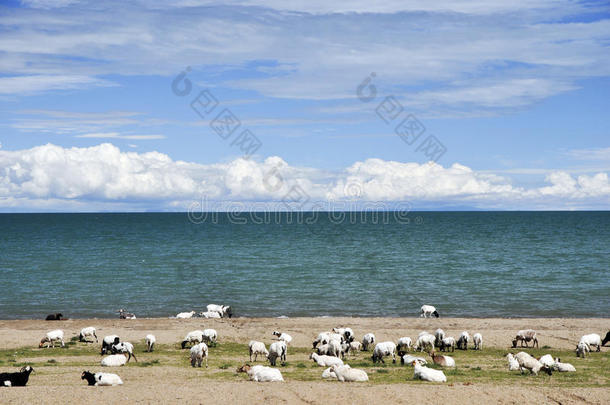 青海湖牧羊