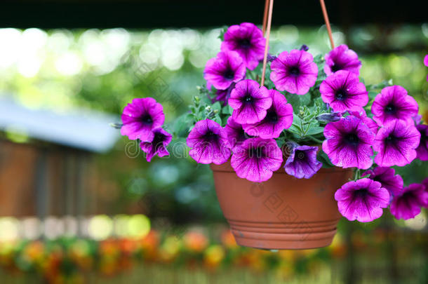 紫色花盆