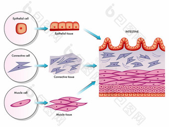 肠壁细胞图片