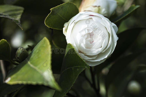 灌木上的日本山茶花