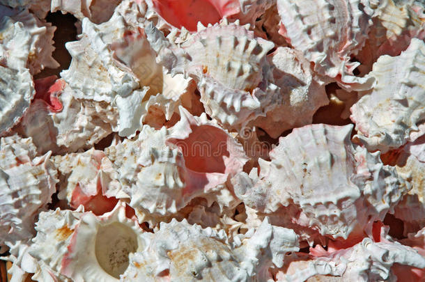 海洋中收集的粉红色贝壳