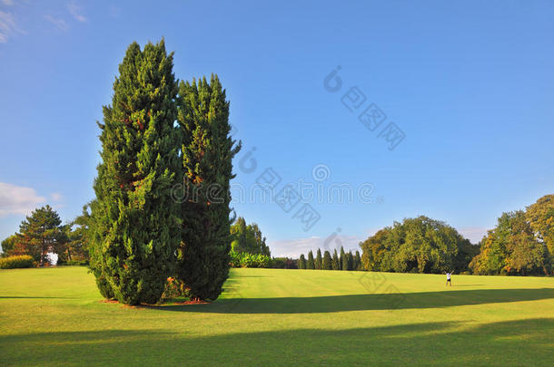 西古塔公园的一棵大柏树