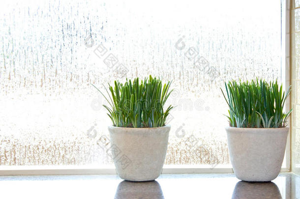 波纹<strong>玻璃窗</strong>中的<strong>绿色</strong>植物