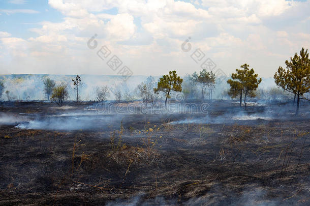 森林火灾后被烧毁的地表