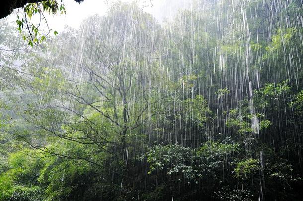 在森林里下雨