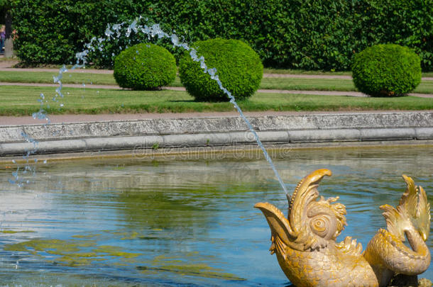 金色喷泉海豚与流动的水。