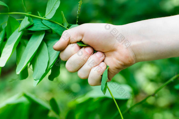 手工采摘植物。