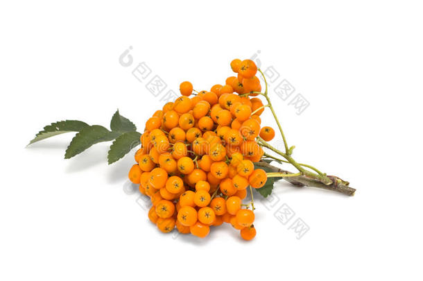 在白色bac上有橙色浆果的杨梅簇