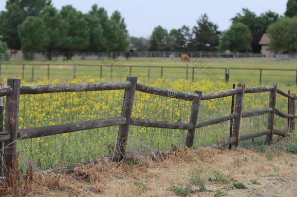 黄色花朵的乡村小屋围栏。