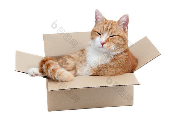 在盒子里放松可爱的公猫