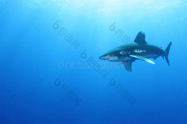 海洋白鳍鲨