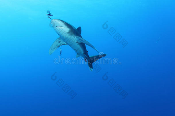 海洋白鳍鲨