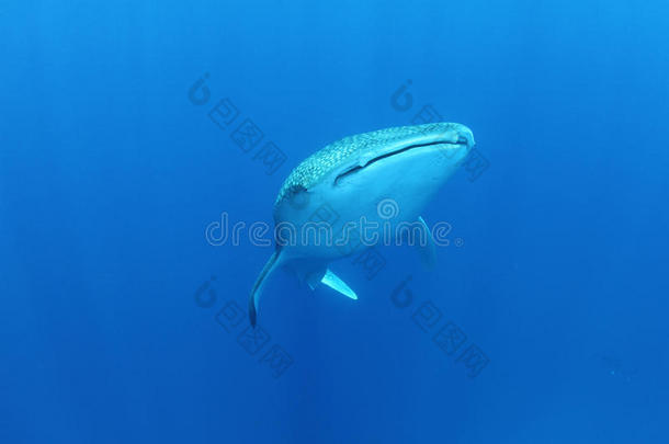 红海鲸鲨