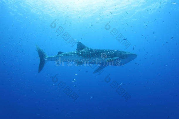 红海鲸鲨