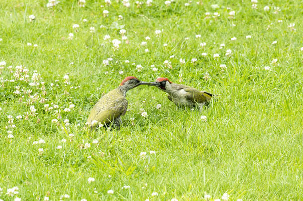 两只绿啄木鸟