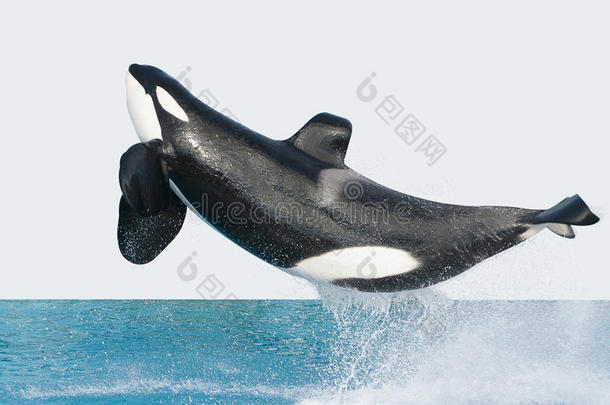 跳跃虎鲸