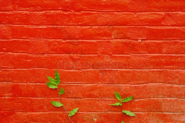 红墙背景上长着绿叶