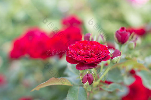 园花玫瑰图片