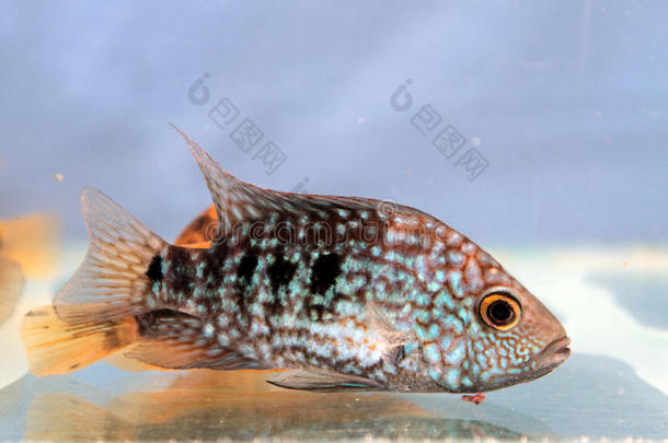 herichthys carpintis（绿色德克萨斯州cichlid）