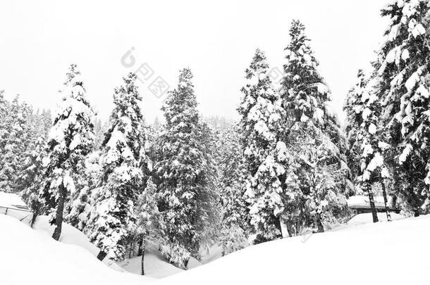 冬日的阴霾森林