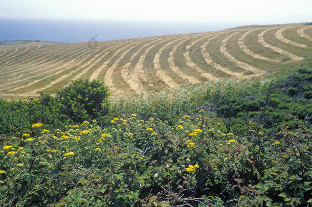 农业美国加利福尼亚颜色对比