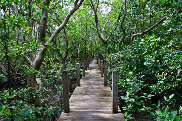木栈道前往泰国红树林