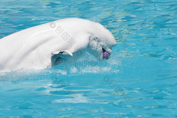 水中的白鲸