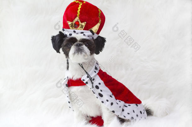 带皇冠的皇家小狗。