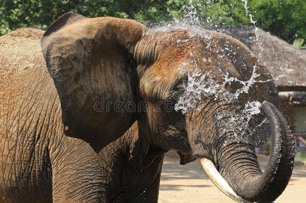 非洲象泼水降温
