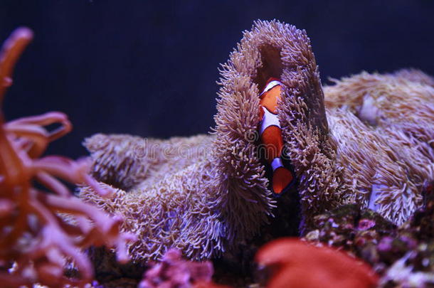 两栖动物尼莫藏在珊瑚里